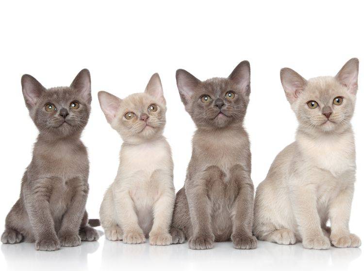 Bei der Erziehung der Burma-Katze sollten Sie ihren Aktivitätsdrang beachten – Bild: Shutterstock / Jagodka