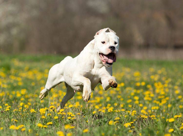 Die Haltung des Dogo Argentino ist sehr zeitaufwendig – Bild: Shutterstock / Budimir Jevtic