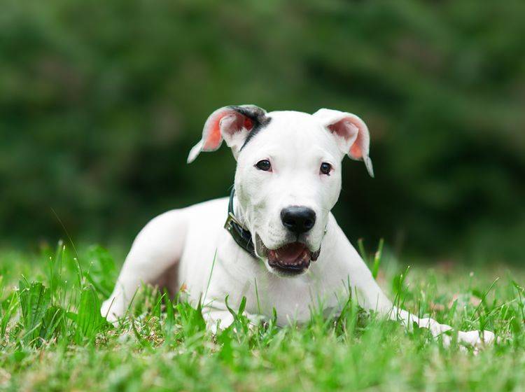 Einen Dogo Argentino zu erziehen, ist nicht ganz einfach – Bild: Shutterstock / dean bertoncelj