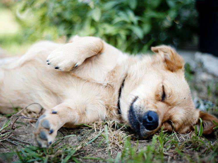 Gegen Langeweile bei Hunde gibt es einige Tipps – Bild: Shutterstock / Halfpoint