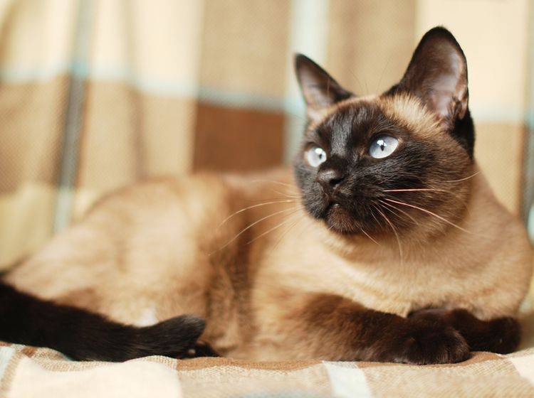 Die zierliche Siamkatze stammt aus dem heutigen Thailand und gehört zu den ältesten Katzenrassen der Welt – Bild: Shutterstock / vivver