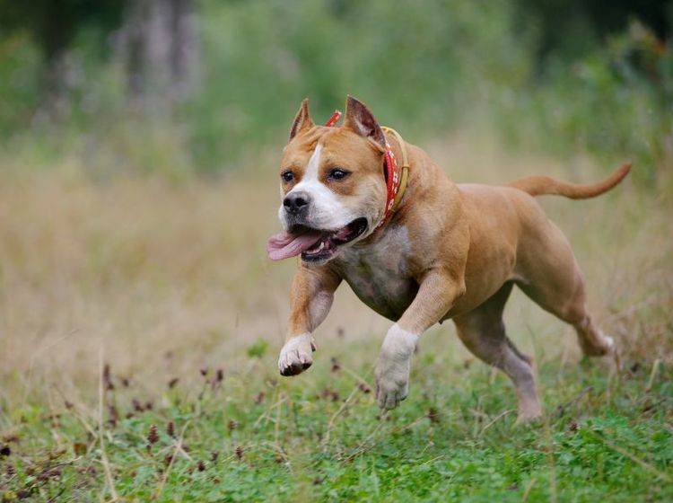 Viel Auslauf ist wichtig für die Haltung des American Staffordshire Terrier – Bild: Shutterstock / Olga_i