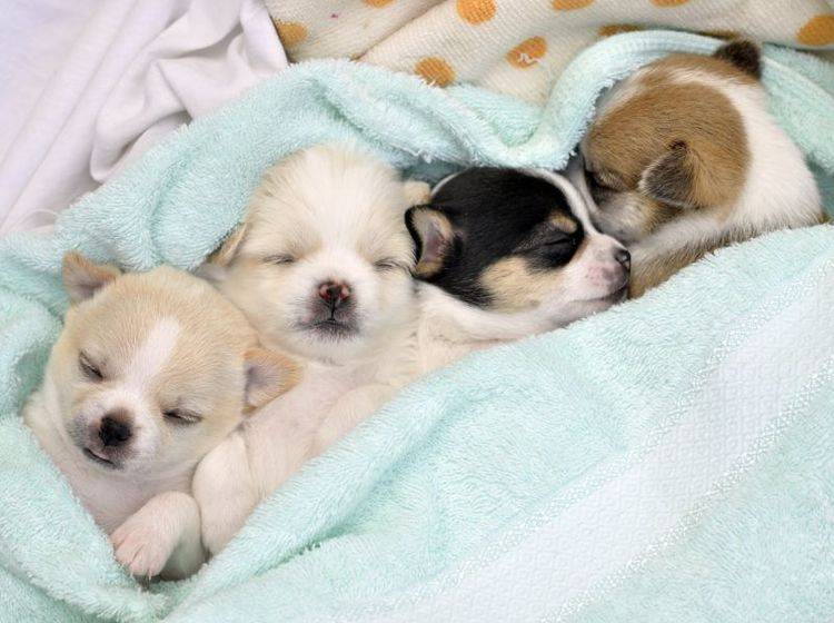Wie süß: Eine kleine Chihuahua-Pyjama-Party – Bild: Shutterstock / Pimnana_01