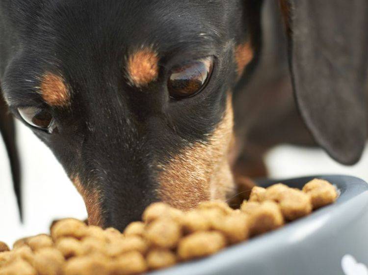 Praktisch für zwischendurch: Futterautomaten für Hunde – Bild: Shutterstock / dogboxstudio