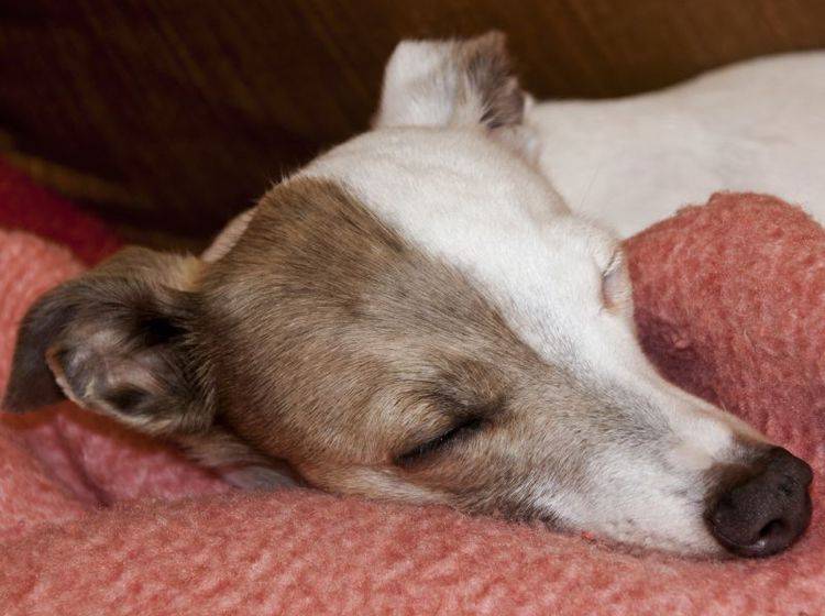 Liebt Gemütlichkeit im Haus: Der Greyhound – Bild: Shutterstock / lcswart