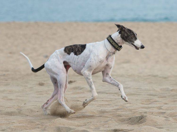 Ein Ausflug an den Strand macht dem Greyhound Spaß – Bild: Shutterstock / Tsik