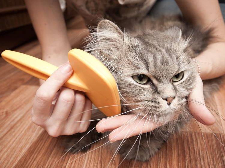 Kontrollieren Sie das Fell Ihrer Katze regelmäßig auf Parasiten wie Milben – Bild: Shutterstock / Telekhovskyi