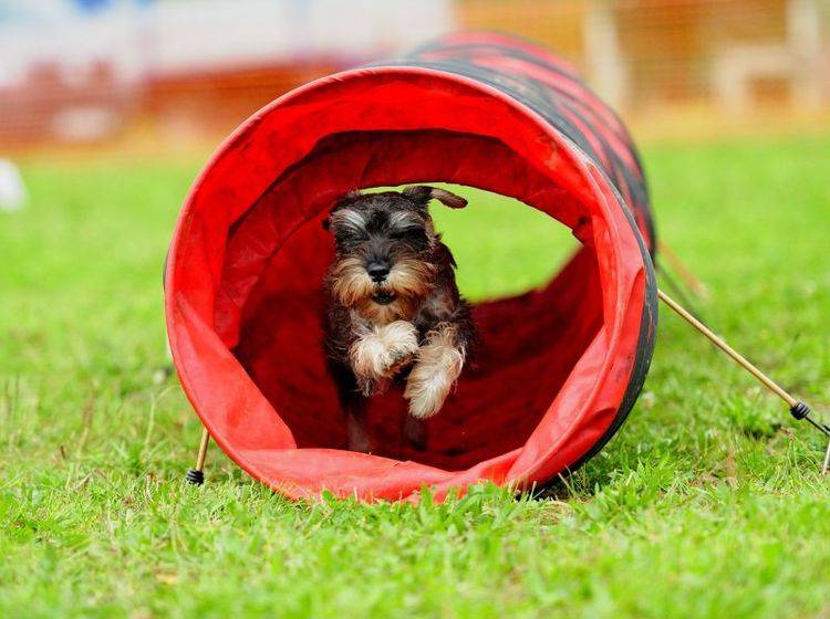 Fitness für Hunde mit Hürden und Tunneln – Bild: Shutterstock / Mikel Martinez