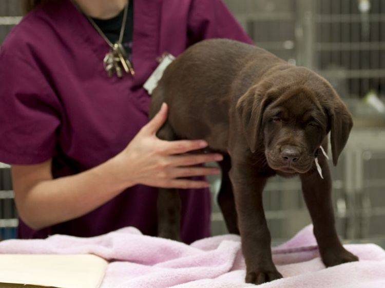 Der Tierarzt entscheidet, wie HD beim Hund behandelt wird – Bild: Shutterstock / aspen rock