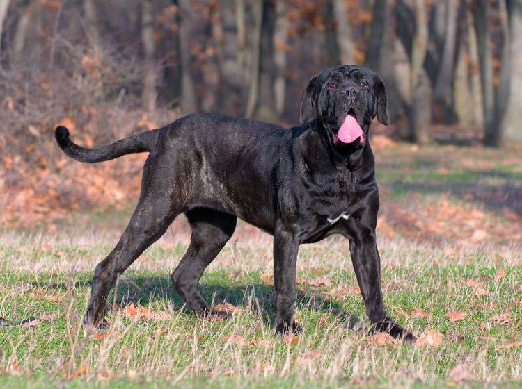 Der Mastino Napoletano braucht unbedingt ein hundeerfahrenes Herrchen – Bild: Shutterstock / Stanimir G.Stoev