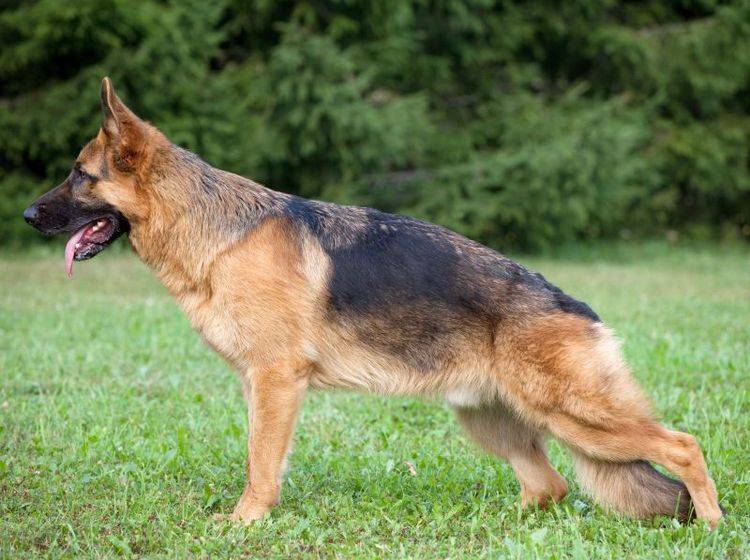 HD beim Hund kann sich durch Veränderungen in Haltung und Bewegungsablaug zeigen – Bild: Shutterstock / Nikolai Tsvetkov