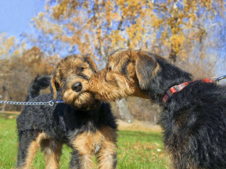 Da Airedale Terrier zu dominanten Verhalten neigen können, ist gute Sozialisierung wichtig – Bild: Shutterstock / tandemich