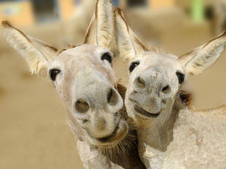 "Und Cheeese" diese beiden Esel posieren doch gern für die Kamera – Bild: Shutterstock / Blue Iris
