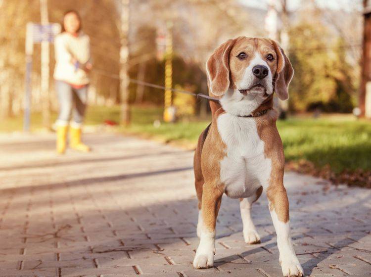 Schleppeleinen werden oft für junge Hunde eingesetzt – Bild: Shutterstock / Soloviova Liudmyla