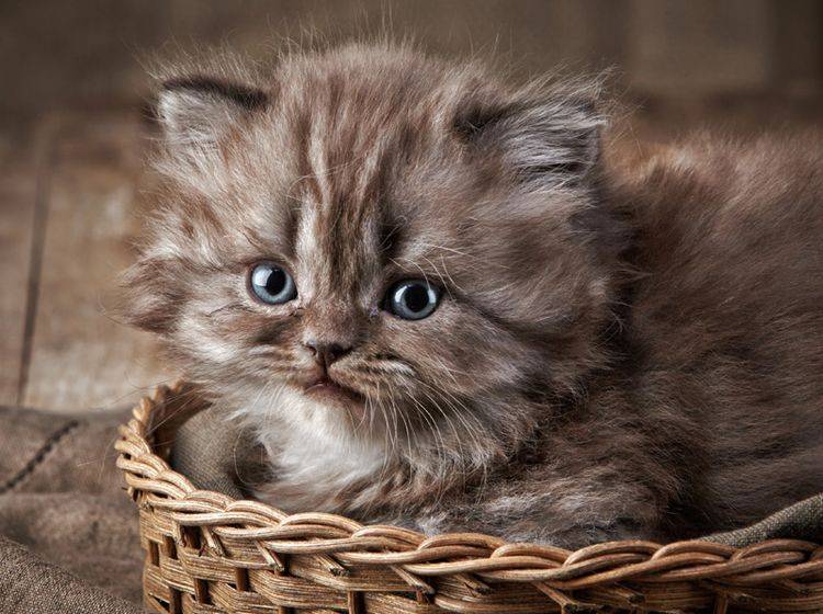Wer könnte den Augen dieses süßen Britisch-Kurzhaar-Kittens widerstehen? – Bild: Shutterstock / MaraZe