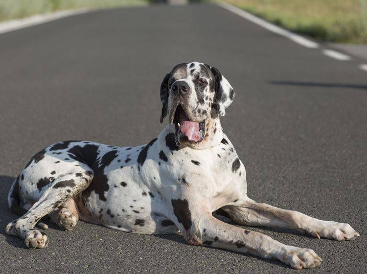 Bei der Haltung der Deutschen Dogge sind einige Punkte wichtig – Bild: Shutterstock /costa morera