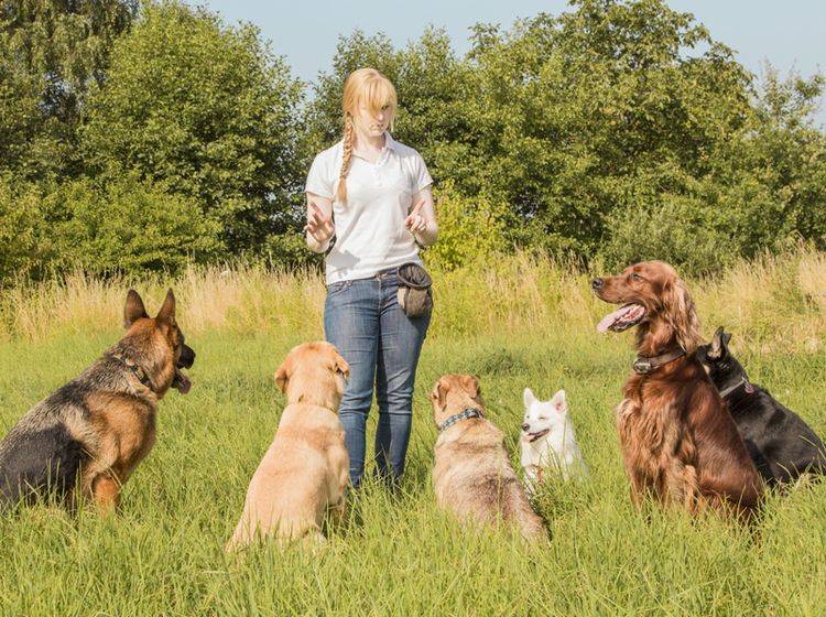 Die Kompetenz des Trainers sollte ein wichtiges Kriterium bei der Auswahl der Hundeschule sein – Bild: Shutterstock / mezzotint