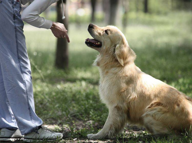 Hundeausbildung bei einem privaten Trainer: Eine gute Möglichkeit – Bild: Shutterstock / Soloviova Liudmyla