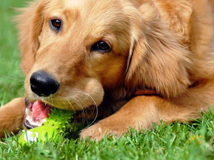 Hundespielzeug in Knochenform: Schöne Ideen – Bild: Shutterstock / Julija Sapic