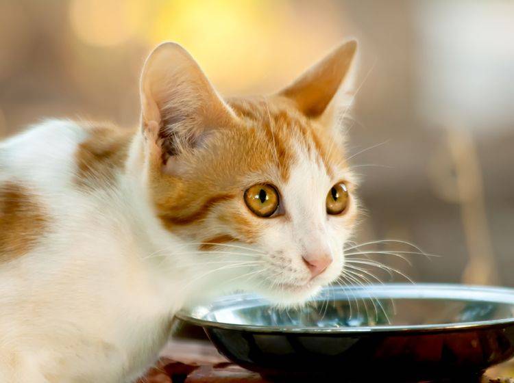 Katzen mit Freigang haben sehr unterschiedliche Nahrungsbedürfnisse – Bild: Shutterstock / Leyla Ismet