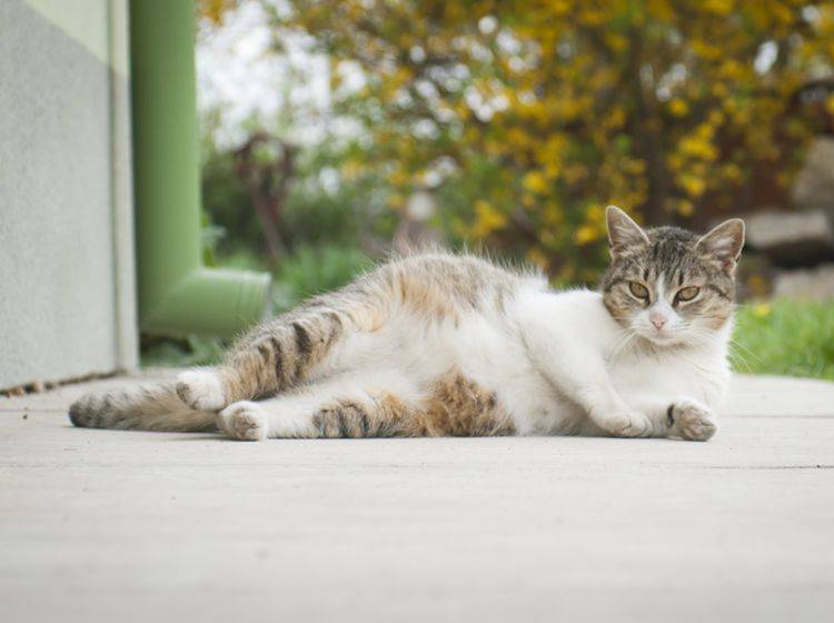 Lassen Sie Ihrer trächtigen Katze vor allem Raum und Ruhe – Bild: Shutterstock / Lilla Czesznak