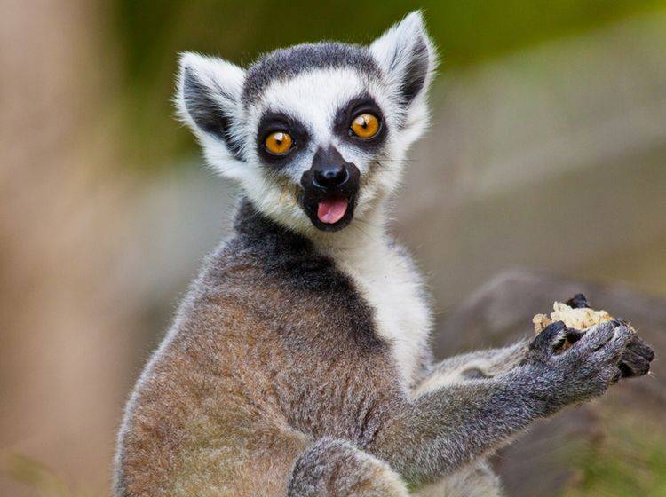 Kattas gehören zu den bekanntesten Lemuren-Unterarten – Bild: Shutterstock / Jearu