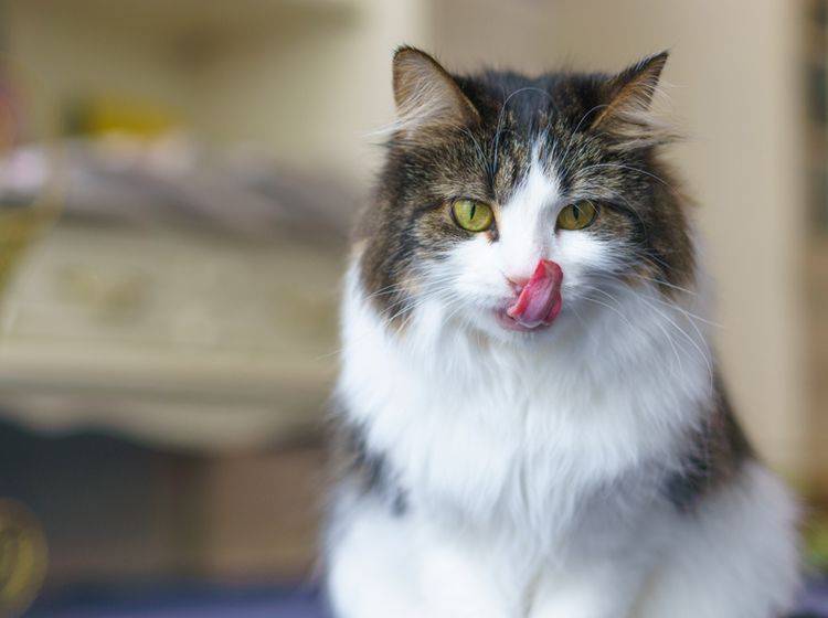 Die Nahrung einer trächtigen Katze sollte auch auf ihre Jungen ausgerichtet sein – Bild: Shutterstock / Noko3