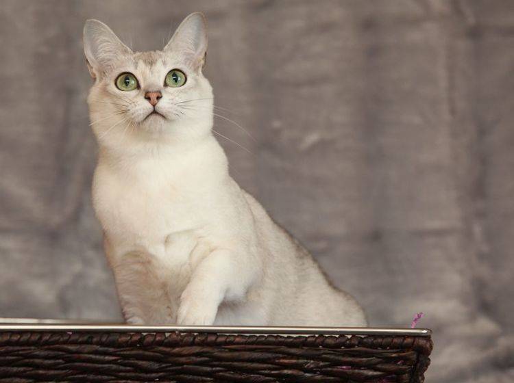 Schön, ruhig und ausgeglichen: Die Burmilla-Katze – Bild: Shutterstock / Zuzule