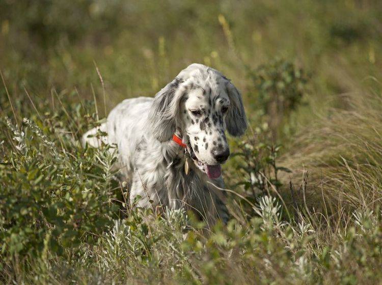 Der English Setter: Ein Hund, der gerne draußen ist – Bild: Shutterstock / Barna Tanko