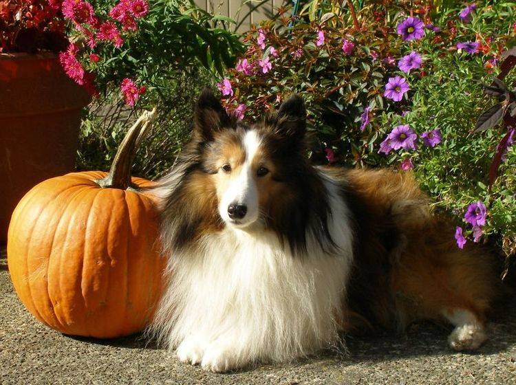 Herbstliches Hundefutter mit Kürbis & Co – Bild: Shutterstock / Karen Walker