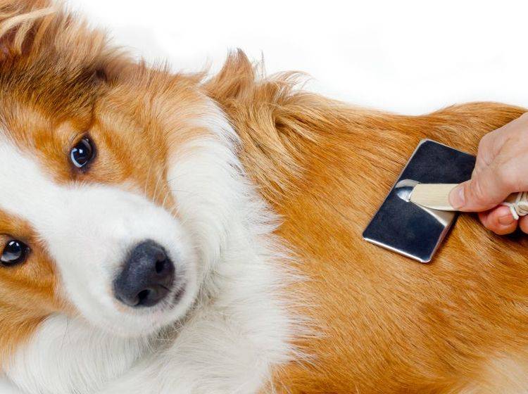Haarausfall beim Hund kann verschiedene Ursachen haben – Bild: Shutterstock / mariait