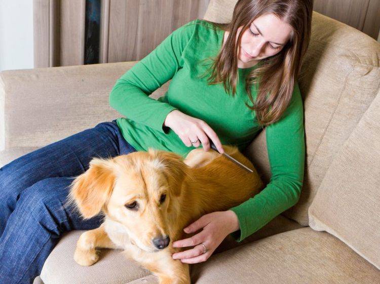 Schuppen beim Hund entdeckt man oft bei der Fellpflege – Bild: Shutterstock / Olga Marc