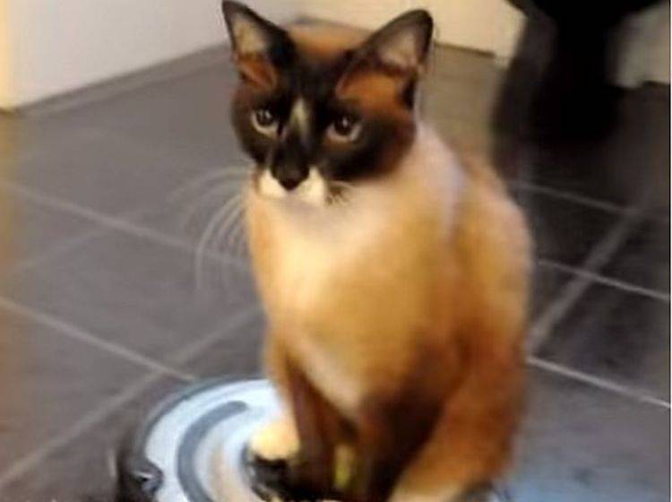 Katze dreht eine Runde auf dem Roomba – Bild: Youtube / Variedades da Vê!