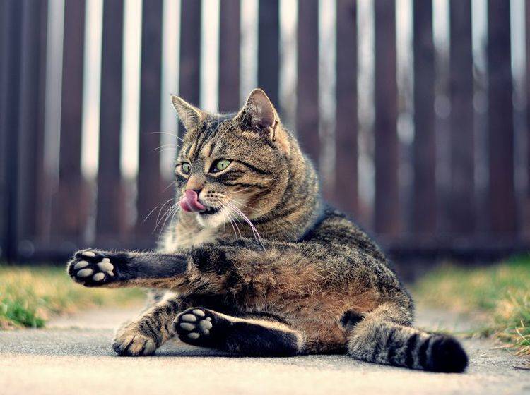 Wer seinen Garten katzensicher einzäunen möchte, sollte einiges beachten – Bild: Shutterstock / DavidTB
