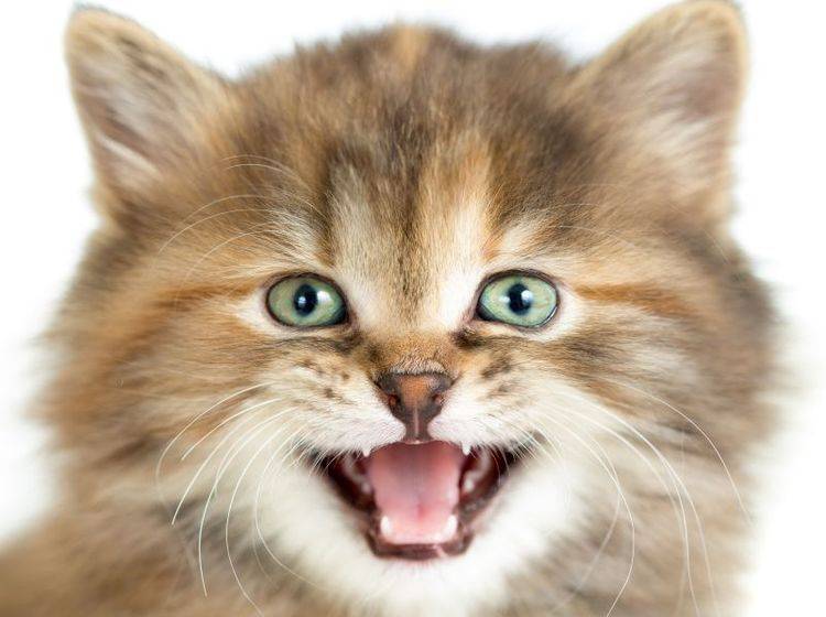 Das Miauen von Katzen kann verschiedene Bedeutungen haben – Bild: Shutterstock / Andrey Kuzmin