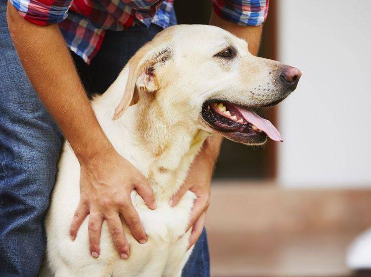 Haarausfall kann beim Hund verschiedene Ursachen haben – Bild: Shutterstock / Jaromir Chalabala