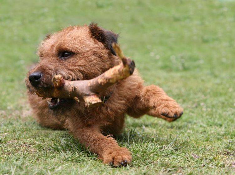 Richtige Haltung: Spielen findet der Lakeland Terrier klasse! – Bild: Shutterstock / mjt