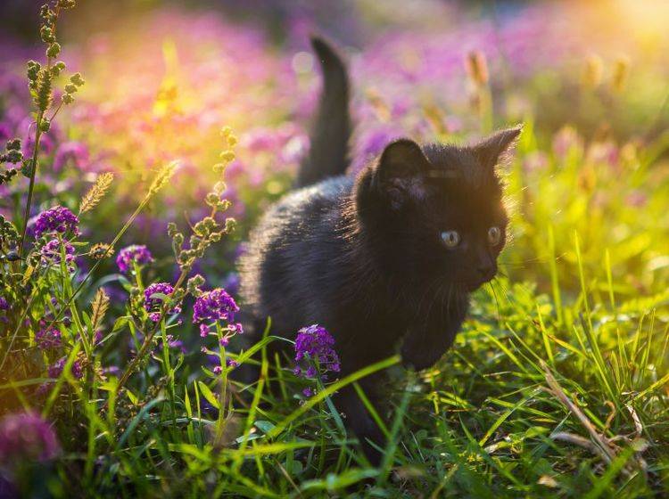 Toben in hohem Gras: Das macht Katzen Spaß! – Bild: Shutterstock / Mel nik