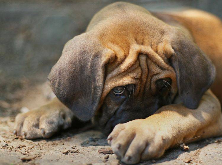 Wenn Ihr Hund Nasenbluten hat, sollten Sie schnell reagieren – Bild: Shutterstock / DVine Photography