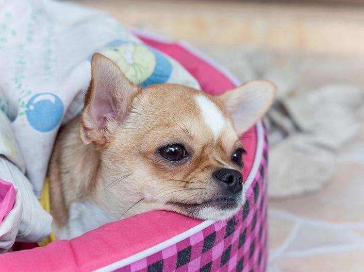 Ein Hund mit einer Erkältung braucht viel Ruhe – Bild: Shutterstock / anuruk perai