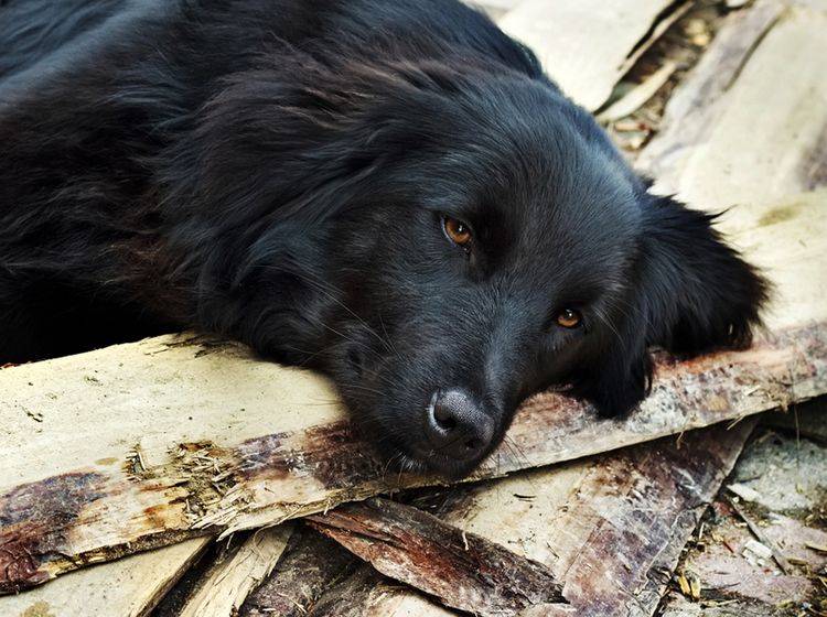 Ein Hund mit einem Schock wirkt apathisch – Bild: Shutterstock / Kosobu