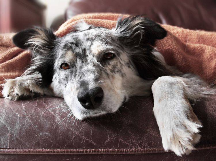 Fieber gehört zu den häufigsten Anzeichen einer Blutvergiftung bei Hunden – Bild: Shutterstock / Lindsay Helms