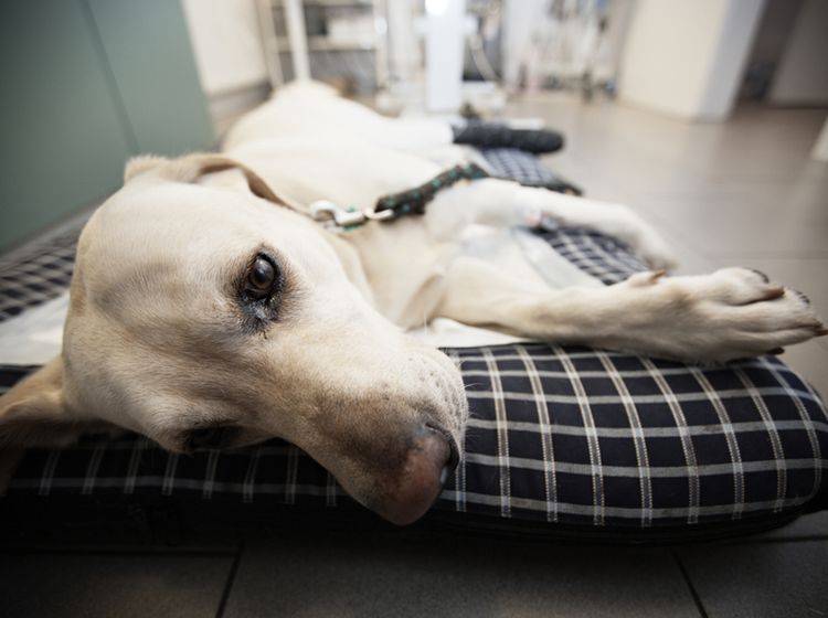Wenn Sie Hautpilz bei Ihrem Hund erkennen, sollten Sie schnell mit ihm zum Arzt – Bild: Shutterstock / Jaromir Chalabala