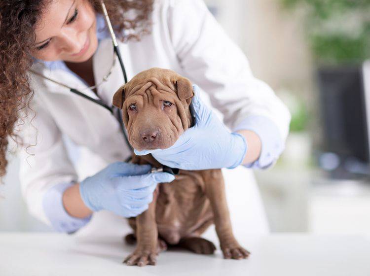 Eine Hautpilzerkrankung beim Hund erfordert eine ausführliche Behandlung – Bild: Shutterstock / VP-Photo Studio