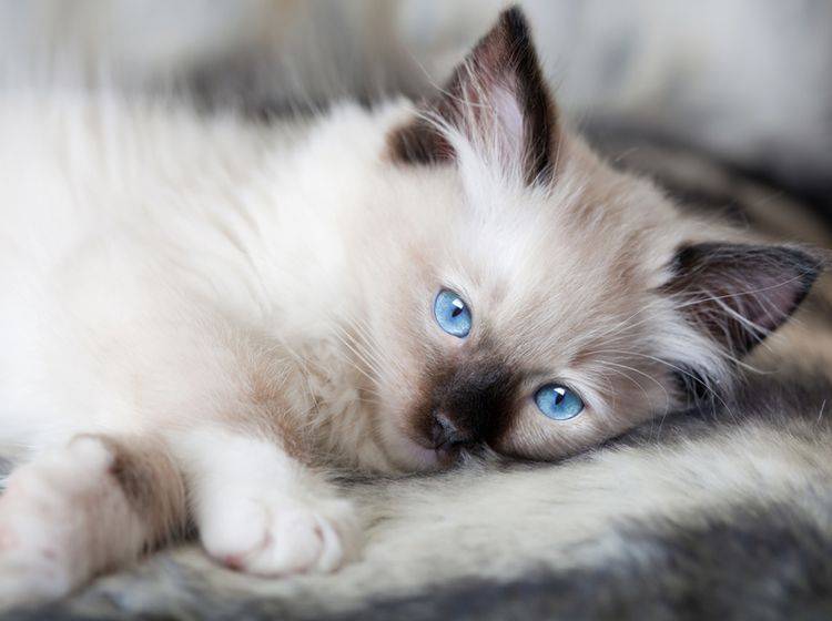 Ragdoll-Katzenbabys fallen besonders durch ihre strahlend blauen Augen auf – Bild: Shutterstock / Anneka