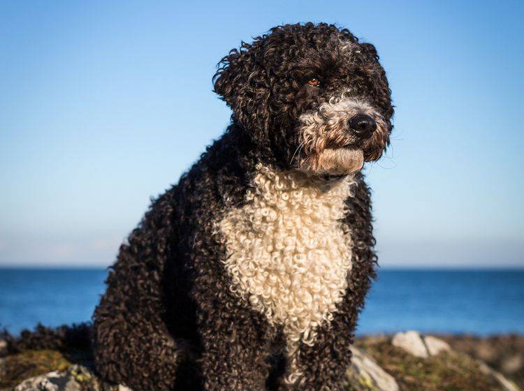 Der Spanische Wasserhund hat ein schönes, lockiges und wasserabweisendes Fell – Bild: Shutterstock / Daz Brown Photography