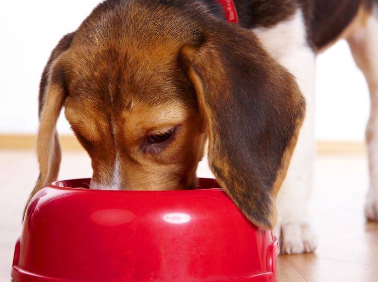 Hundefutter selber machen: Am besten nach Rezept – Bild: Shutterstock / Monika Wisniewska