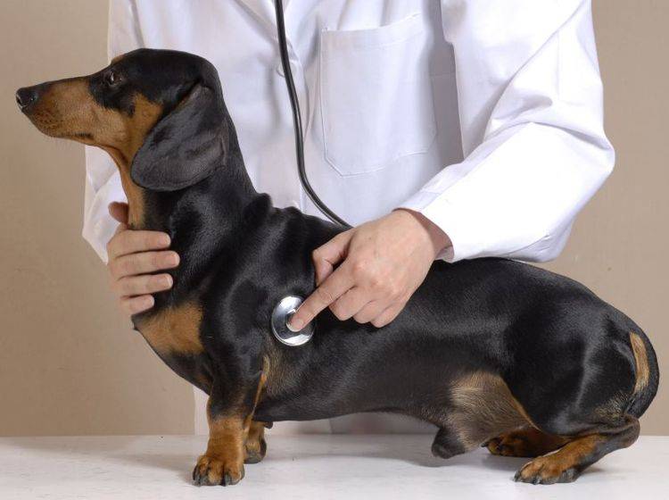 Die Behandlung von Herzinsuffizienz erfolgt beim Tierarzt – Bild: Shutterstock / gosphotodesign