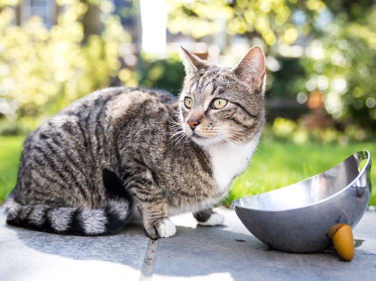Eine fremde Katze im Garten zu füttern ist nicht immer im Interesse des Besitzers – Bild: Shutterstock / Charlie Bard