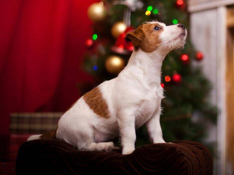 Adventskalender für Hunde – Bild: Shutterstock / dezi